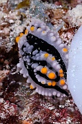 Phyllidia alytia nudi -Maldives Maaya Thila-21m-20240422nuit-da-DSC_5934_tn
